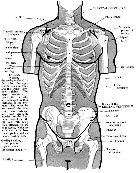 MUSCLES BACK VIEW OF THE TRUNK BONES - photo 8