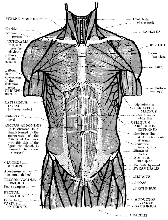 BACK VIEW OF THE TRUNK BONES MUSCLES - photo 9