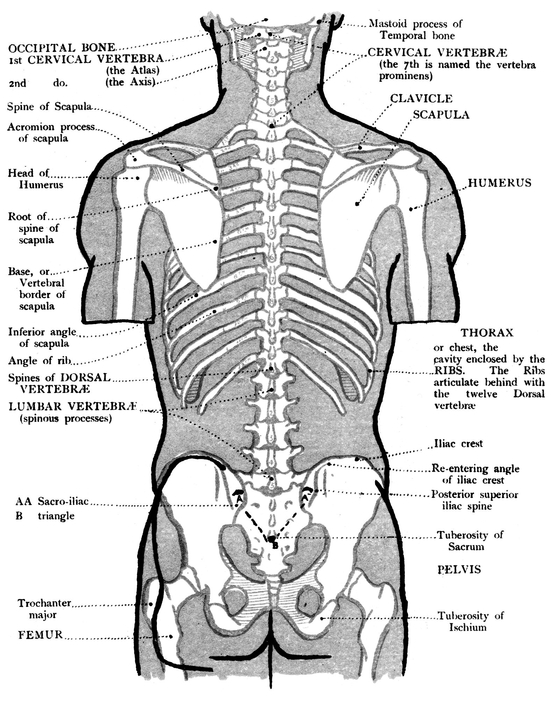 MUSCLES OUTER VIEW OF THE LOWER LIMB BONES - photo 10