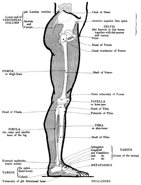 MUSCLES FRONT VIEW OF THE LOWER LIMB BONES - photo 12