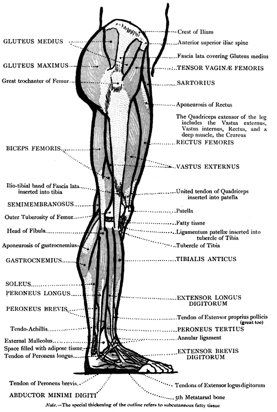 FRONT VIEW OF THE LOWER LIMB BONES MUSCLES - photo 13