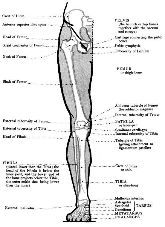 MUSCLES INNER VIEW OF THE LOWER LIMB BONES - photo 14