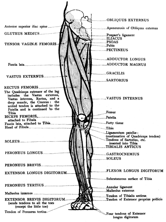 INNER VIEW OF THE LOWER LIMB BONES MUSCLES - photo 15