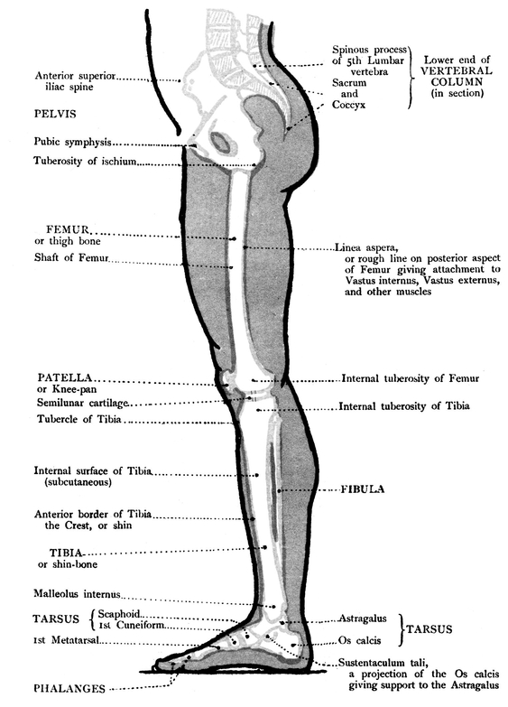 MUSCLES BACK VIEW OF THE LOWER LIMB BONES - photo 16