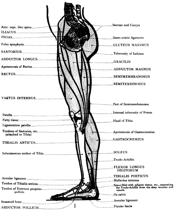 BACK VIEW OF THE LOWER LIMB BONES MUSCLES - photo 17