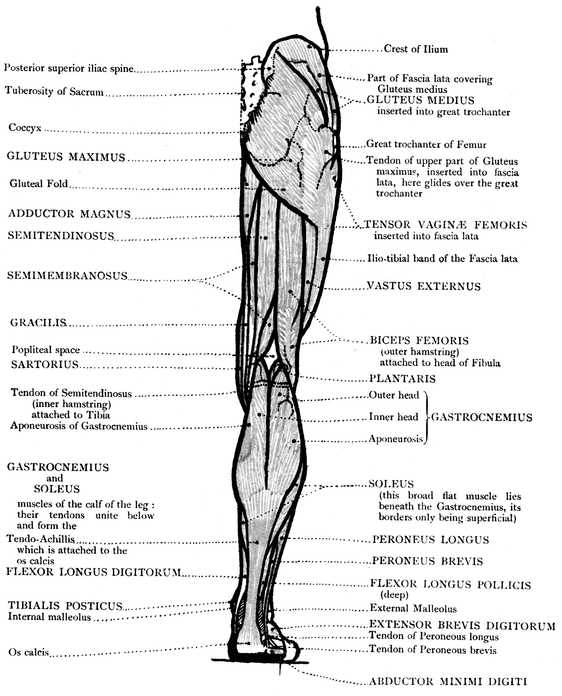 OUTER VIEW OF THE UPPER LIMB BONES MUSCLES - photo 19