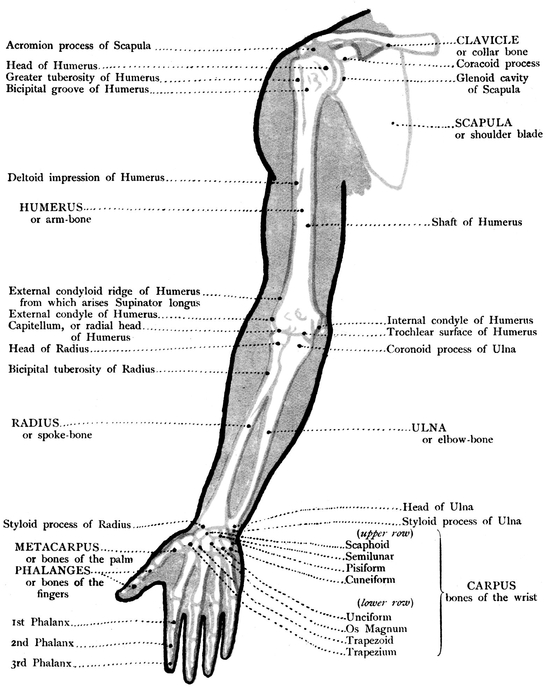 MUSCLES INNER VIEW OF THE UPPER LIMB BONES - photo 22