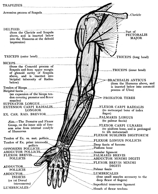 INNER VIEW OF THE UPPER LIMB BONES MUSCLES - photo 23