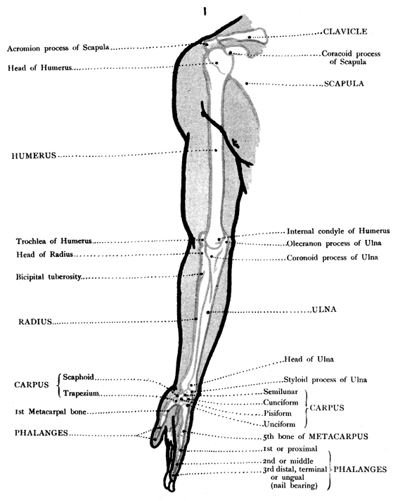 MUSCLES BACK VIEW OF THE UPPER LIMB BONES - photo 24