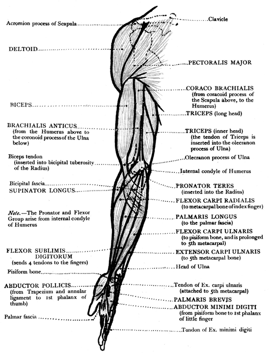 BACK VIEW OF THE UPPER LIMB BONES MUSCLES - photo 25