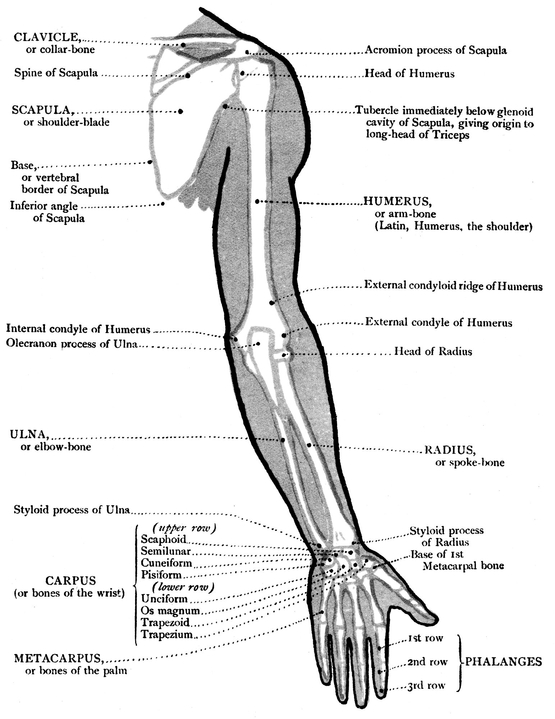 MUSCLES THE BONES IN RELATION TO THE OUTLINE OF FIGURE FRONT VIEW - photo 26