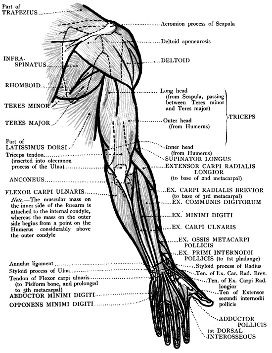 THE BONES IN RELATION TO THE OUTLINE OF FIGURE FRONT VIEW CONSTRUCTION - photo 27