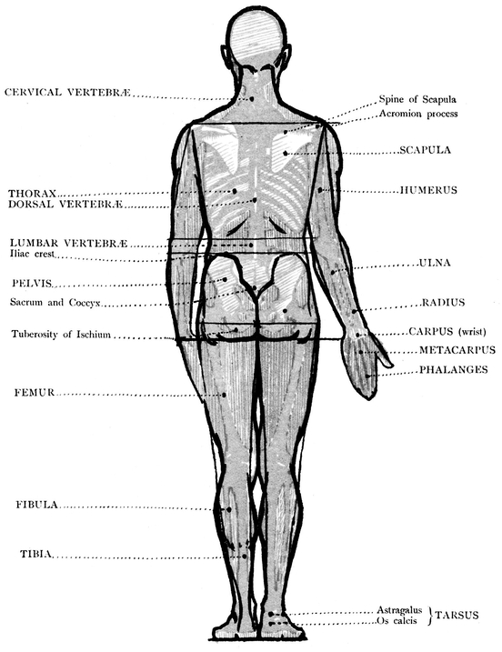 CONSTRUCTION LINES OF THE STANDING FIGURE BACK VIEW The above diagrams - photo 30