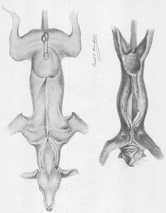 PLATE IIDIAGRAM OF THE HAIR ON THE BELLIES OF DOG AND CAT To illustrate the - photo 4