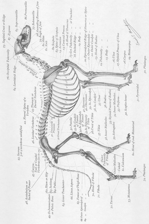 PLATE VTHE ANATOMY OF THE GREYHOUND THE SKELETON For the sake of simplicity - photo 7