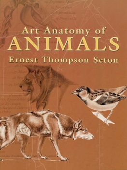 Ernest Seton-Thompson Art Anatomy of Animals