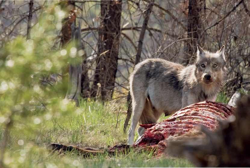 CONTENTS MAPS Wolves in the Pacific Northwest A NORTHWEST WOLF - photo 4