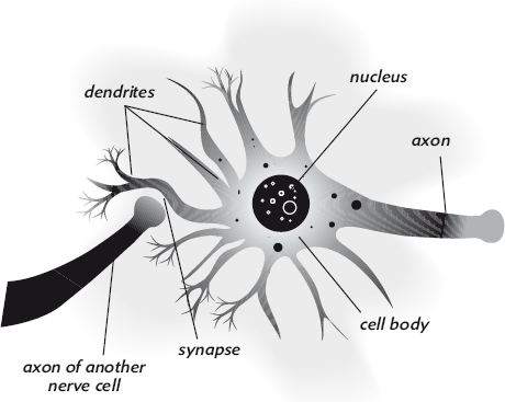 If the neurons did not communicate your body would do nothing Every single - photo 3