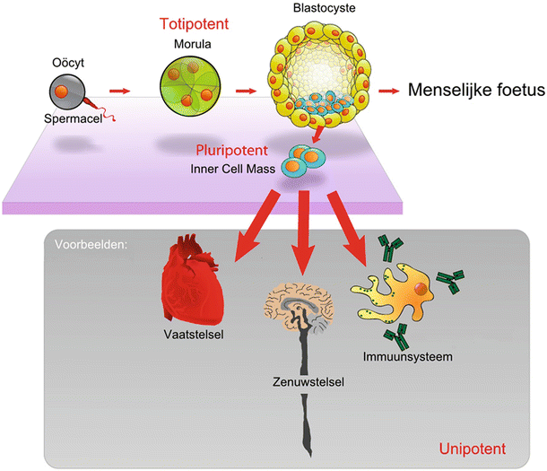 Fig 1 The origin and specialization of stem cells See text for details - photo 1