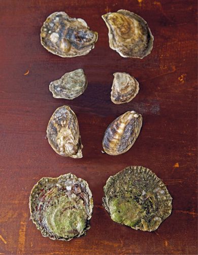 An assortment of fresh oysters Flavors vary widely depending on the - photo 4