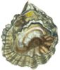 Oyster A Gastronomic History with Recipes - image 8