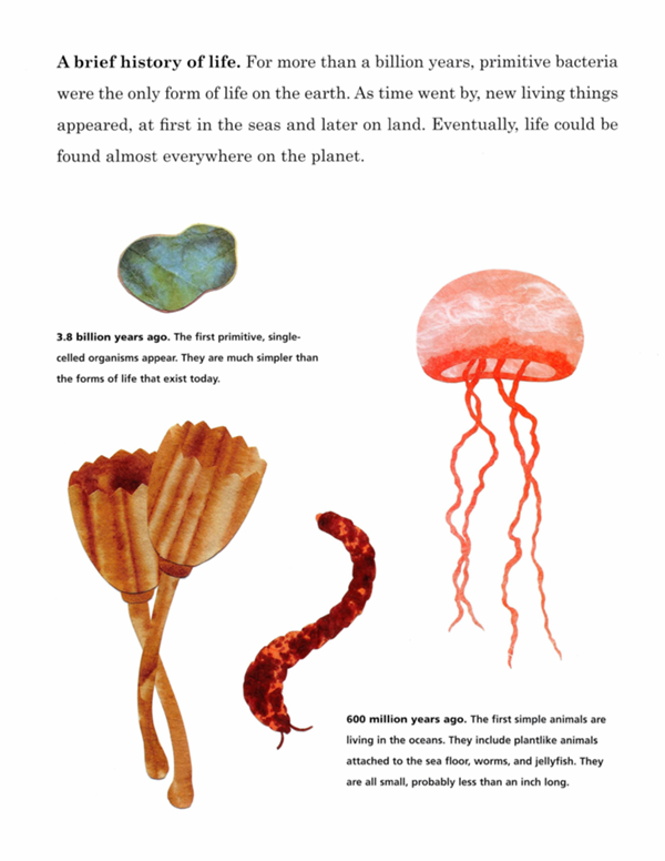 A brief history of life For more than a billion years primitive bacteria were - photo 12