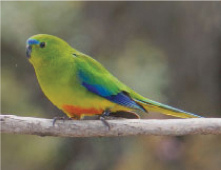 Only about fifty Tasmanian orangebellied parrots still exist in the wild The - photo 4