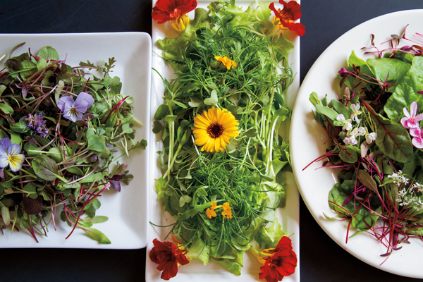 Henry Beary Growing microgreens at home is the closest thing to a personal - photo 6