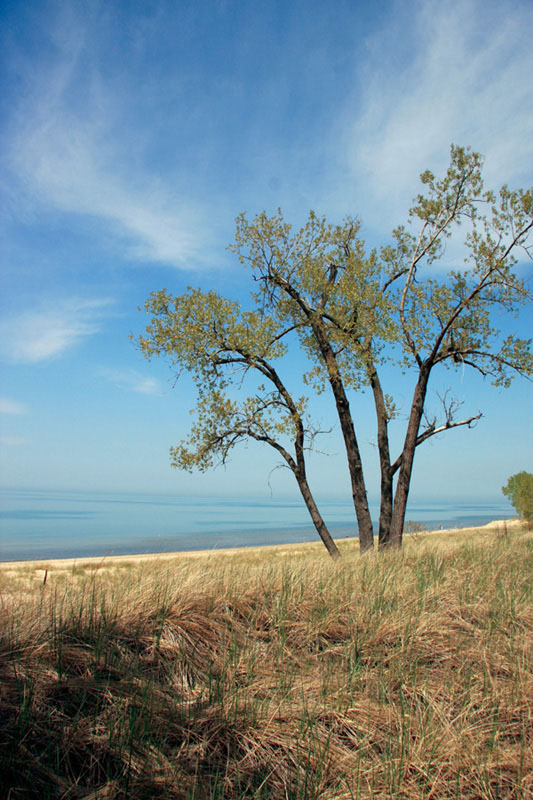 Beachfront Trees Cottonwood trees are very adaptable to the shifting sands of - photo 3