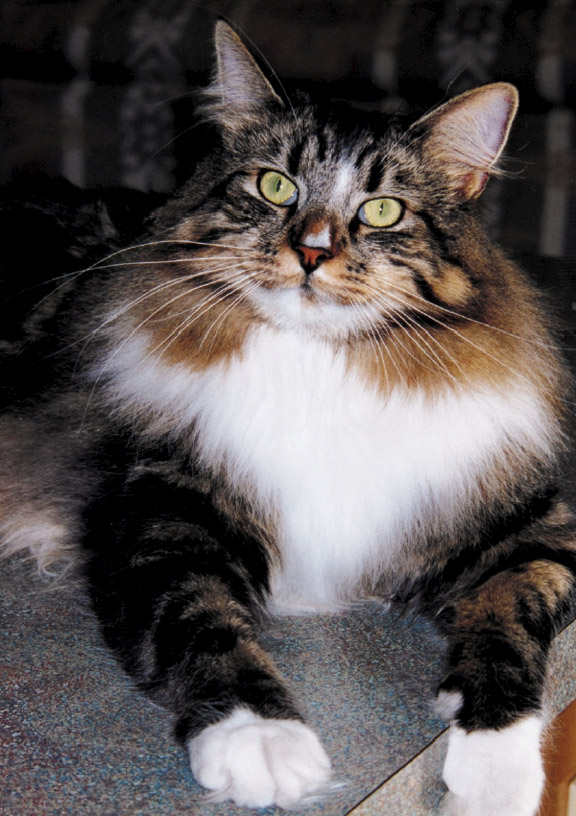 The Maine Coon is the largest domestic cat breed Page 7 - photo 4