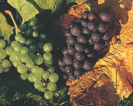 Chardonnay and Pinot Noir are just about two of the most famous classic grape - photo 22