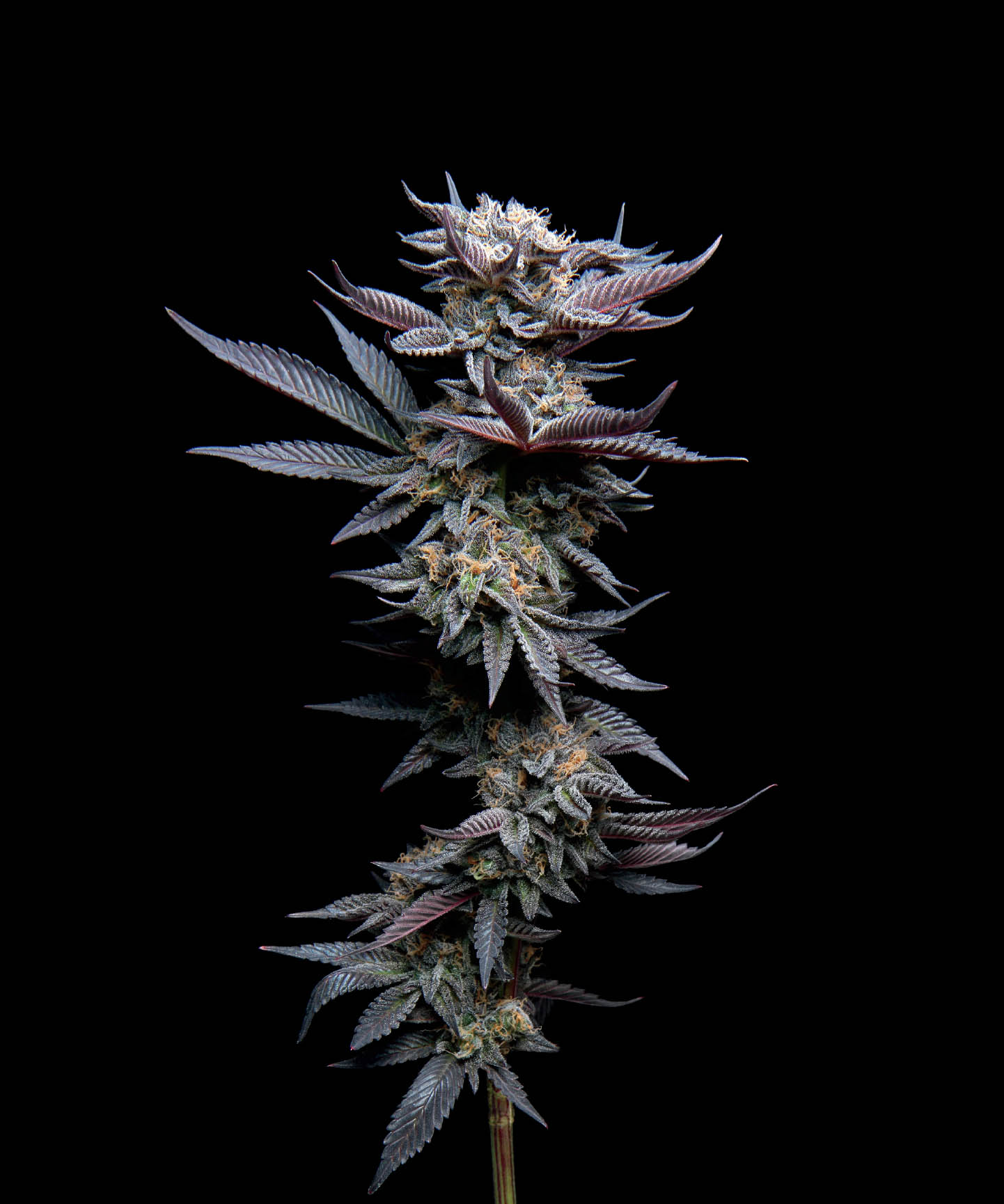 Cannabis Overview In order to truly appreciate and enjoy all the wonderful - photo 3