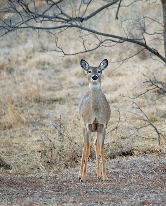 An alert white-tailed deer may stomp and snort if she senses a threat in the - photo 4