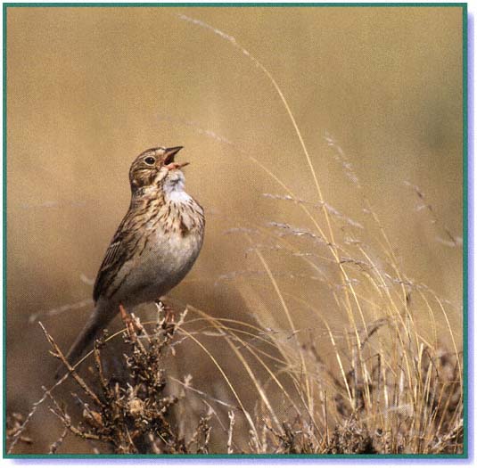 A vesper sparrow singing in a Canadian grassland peaceful land No one - photo 4