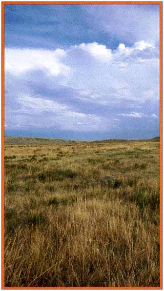 Grasslands are called prairies in North America At first glance it looks - photo 3