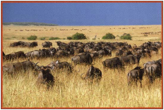 A herd of wildebeest in an African savanna Grasslands cover about - photo 5