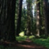 Top Trails Northern Californias Redwood Coast Must-Do Hikes for Everyone - image 7