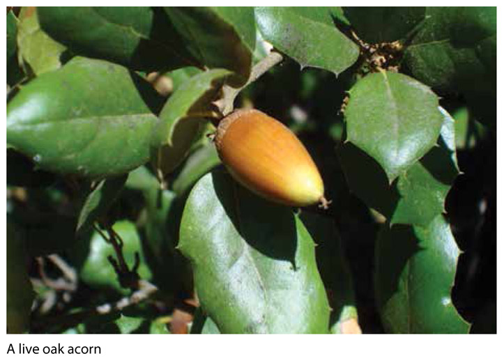 ACORN Quercus spp and Notholithocarpus densiflorus Description Acorns are - photo 1