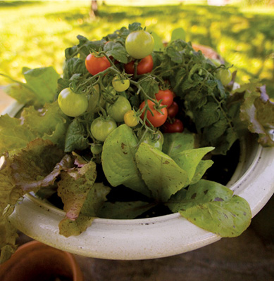 PART ONE Get Growing in Containers INTRODUCTION A VEGETABLE GARDEN IN POTS - photo 4