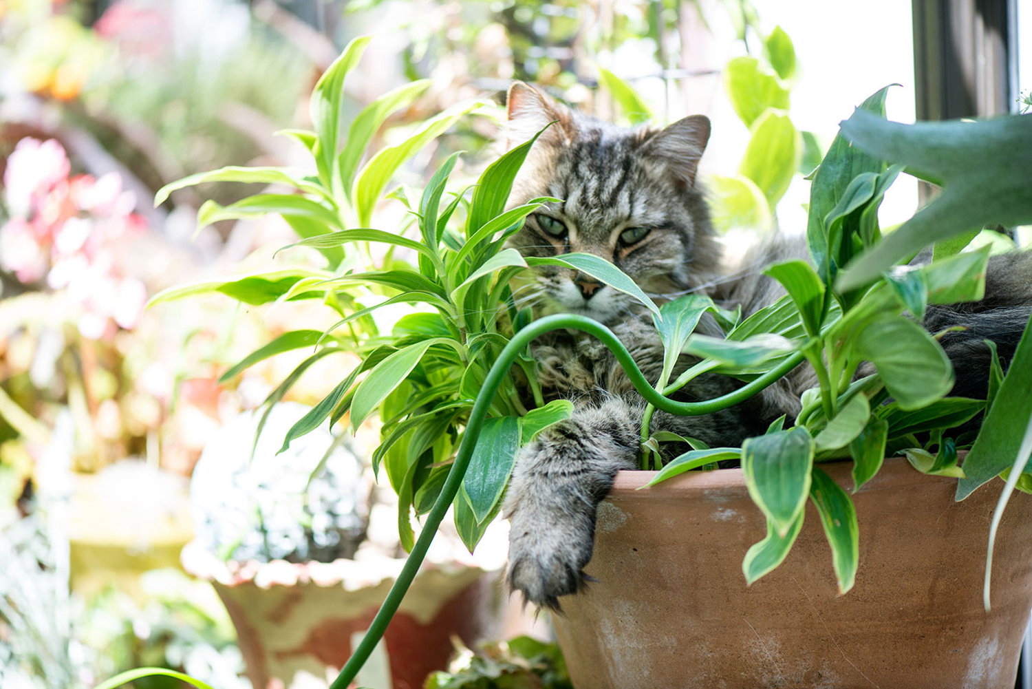 Einstein snuggled into a potted variegated tricyrtis a perennial from outdoors - photo 7
