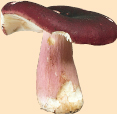 Edible mushrooms mushrooms for beginners that can only be confused with other - photo 1