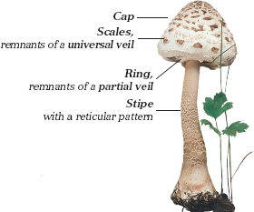 The fruiting body of a Parasol Mushroom White and yellow mycelium - photo 16