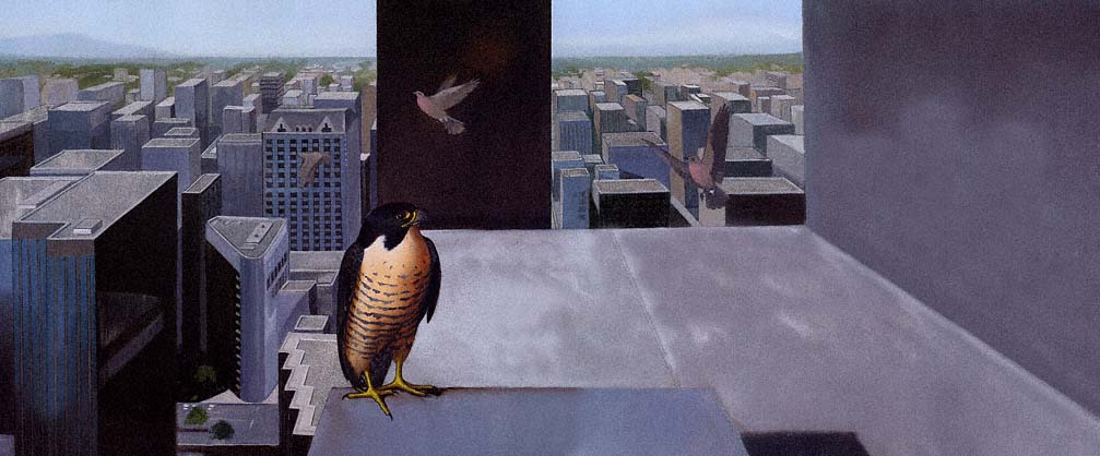 The peregrine lands in Seattle Washington She perches on the windowsill of an - photo 8