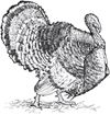 Storeys Guide to Raising Turkeys Breeds Care Marketing - image 1