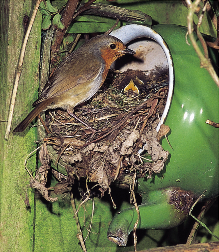 The Wildlife Trusts are the UKs largest people-powered organisation caring for - photo 3