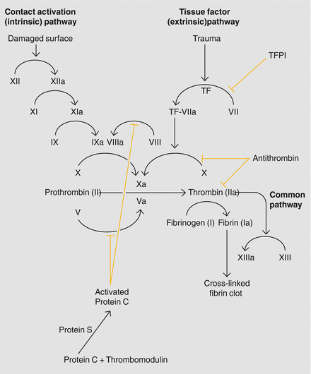 Figure 11 The coagulation cascade A series of reactions occur throughout - photo 1