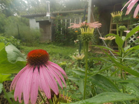 Our trailer is slowly but surely becoming an integral part of our permaculture - photo 1