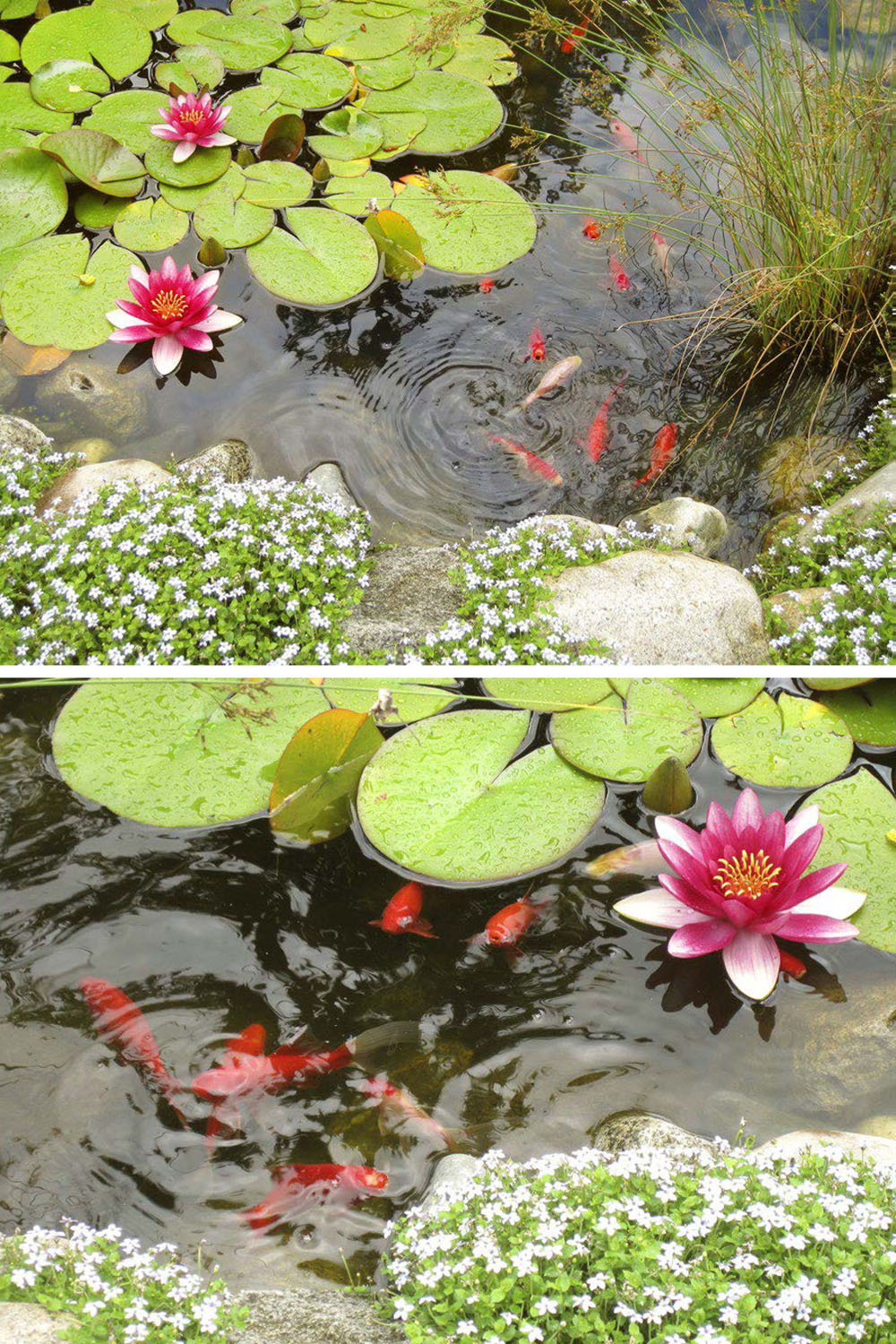 My garden pond CONTENTS INTRODUCTION From the Ground Up MY FIRST HOUSE - photo 3