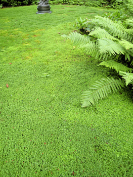 Linda Chalker-Scott - How Plants Work: The Science Behind the Amazing Things Plants Do