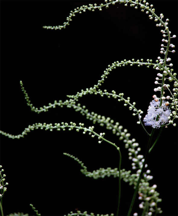 Black bugbane Actaea racemosa INTRODUCTION The Education of a Responsible - photo 8